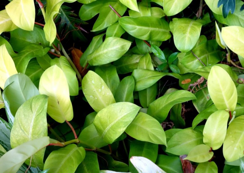 Филодендрон Scandens