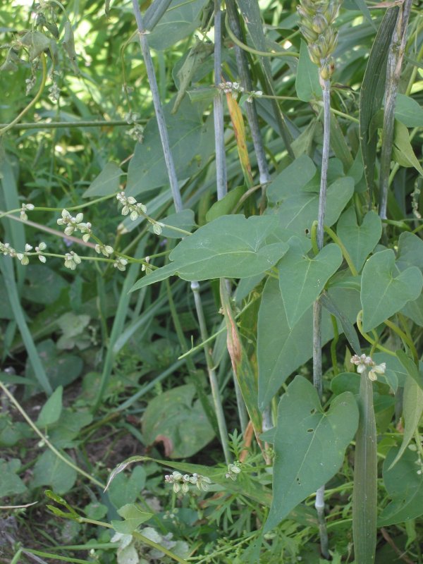 Горец вьюнковый – Polygonum Convolvulus