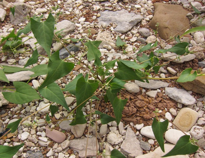 Гречишка вьюнковая (Fallopia Convolvulus)