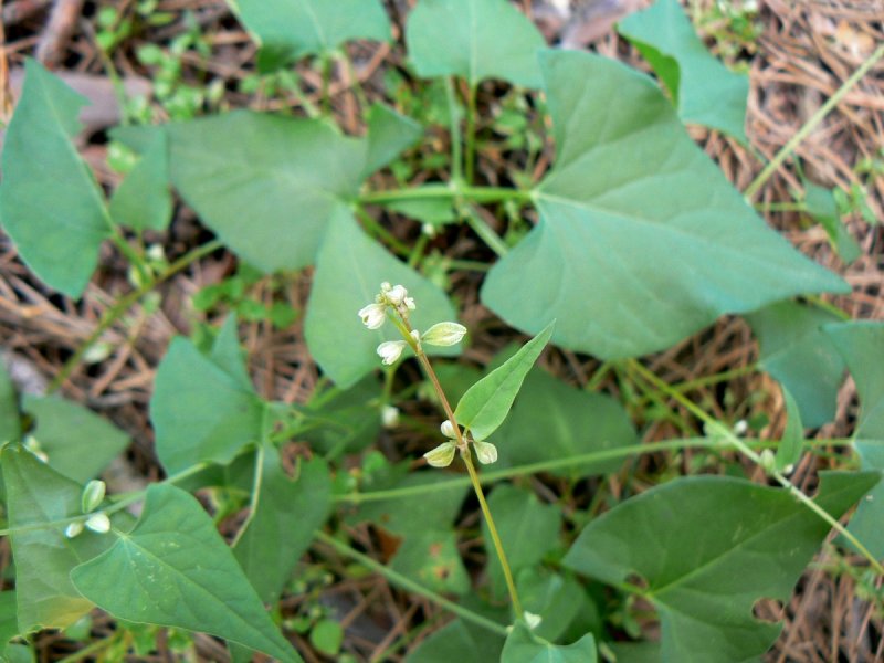 Горец вьюнковый (Polygonum Convolvulus l.)