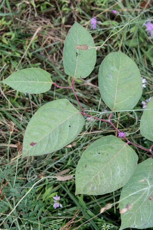 Горец японский (Polygonum cuspidatum)