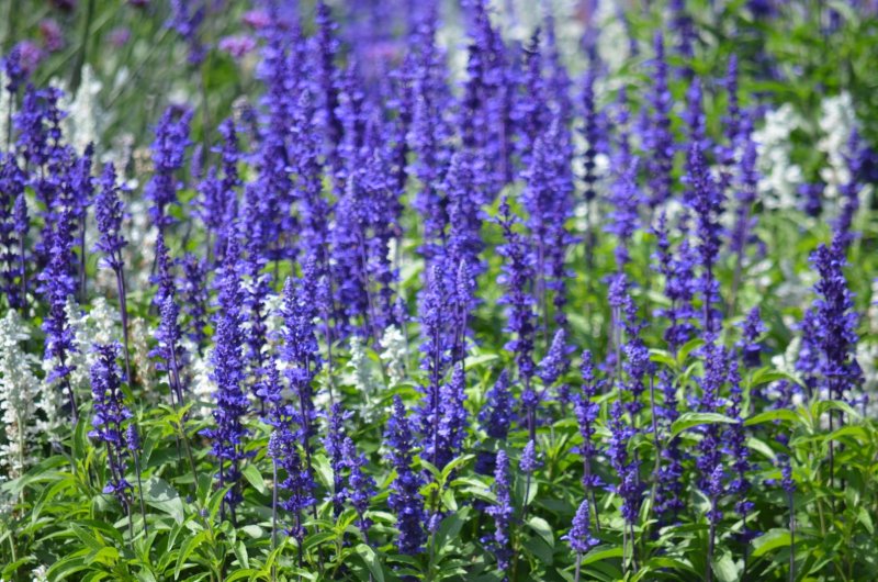 Шалфей лекарственный (Salvia)