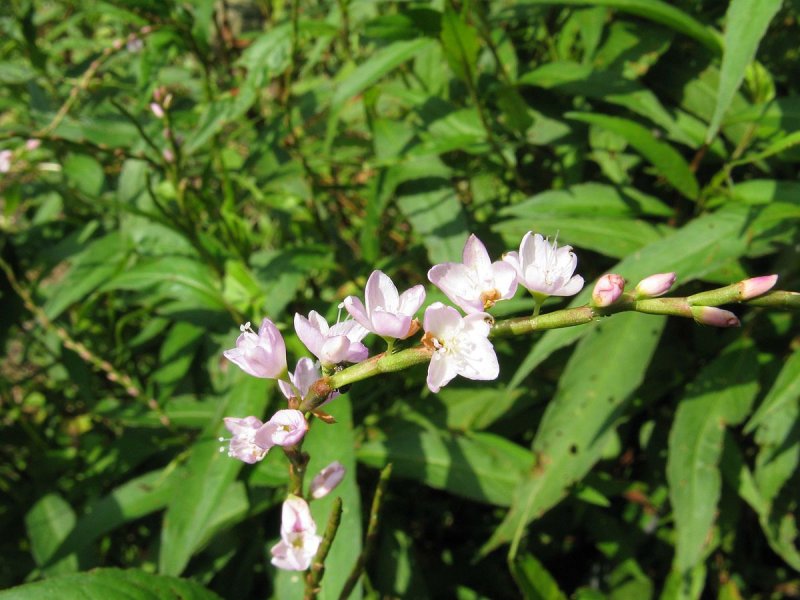 Polygonum coriarium