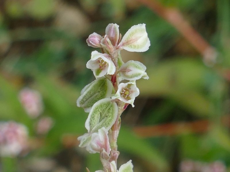 Горец вьюнковый – Polygonum Convolvulus