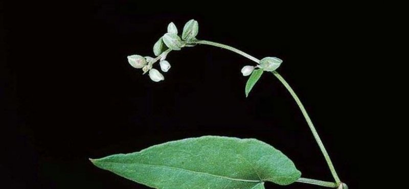 Гречишка вьюнковая (Fallopia Convolvulus)