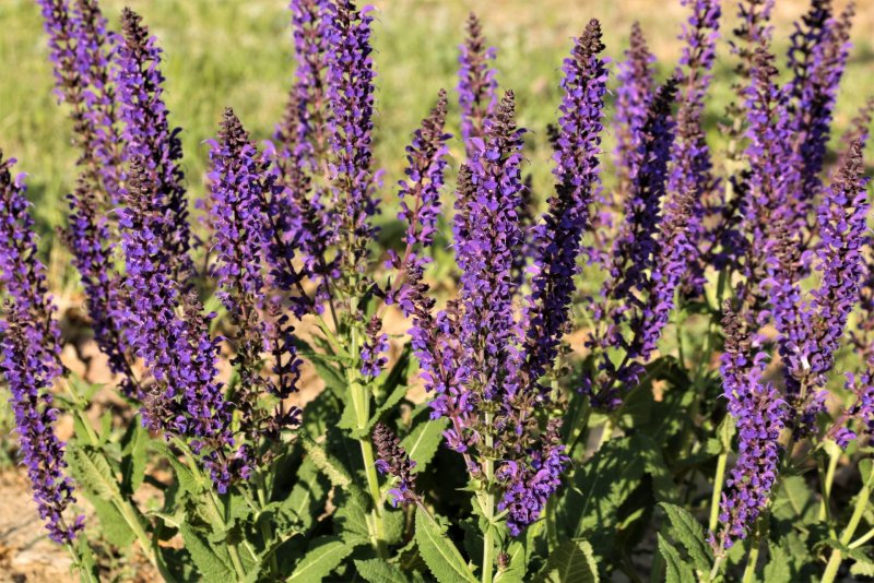 Сальвия Salvia Сальвия мучнистая