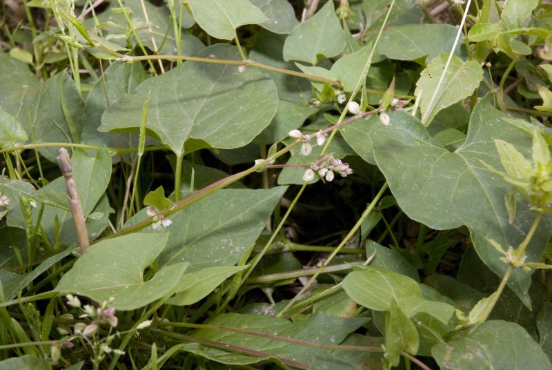Горец вьюнковый (Polygonum Convolvulus l.)