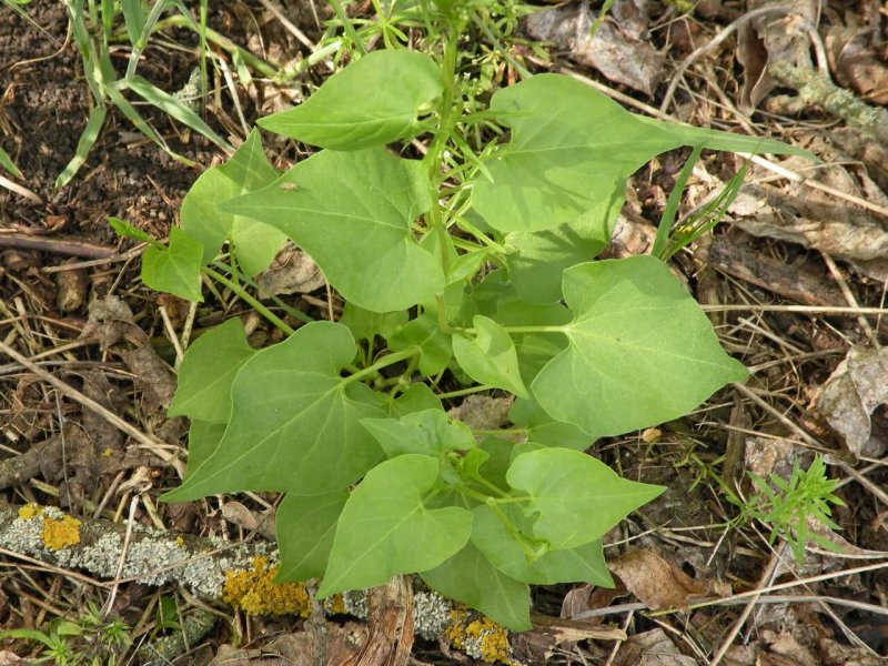 Polygonum aviculare