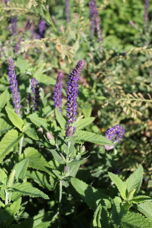 Шалфей лекарственный (Salvia officinalis)