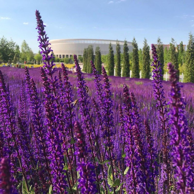 Шалфей (Salvia)
