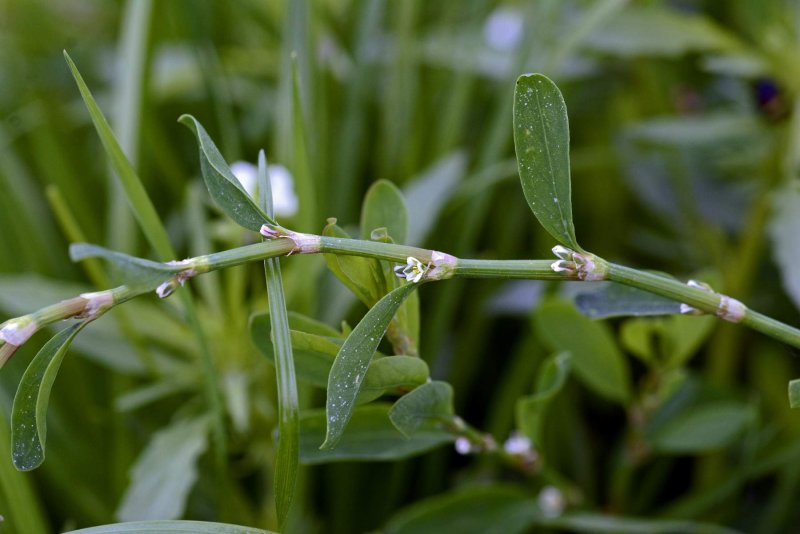 Persicaria orientalis