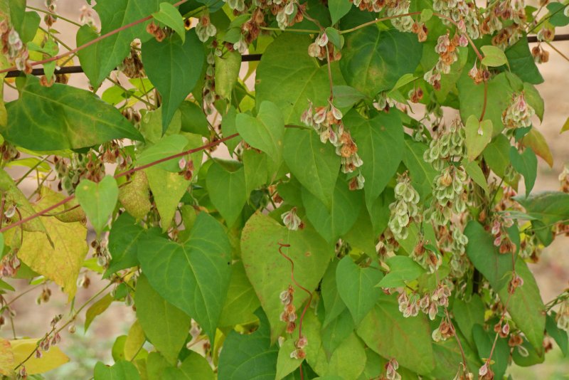 Горец вьюнковый (Polygonum Convolvulus l.)