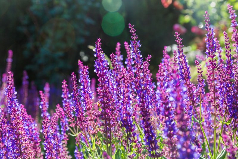 Шалфей всеобъемлющий ( Salvia amplexicaulis ).
