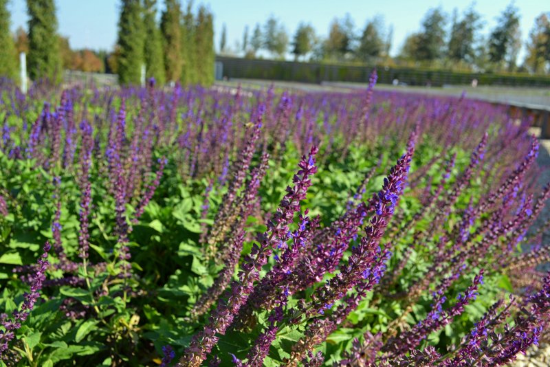 Шалфей Salvia nemorosa Night field