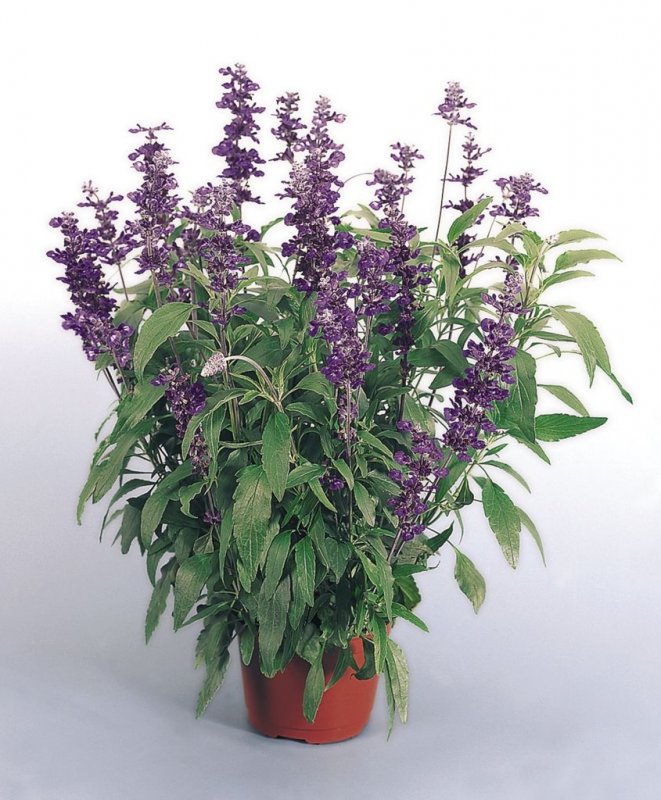 Шалфей Sālvia officinālis