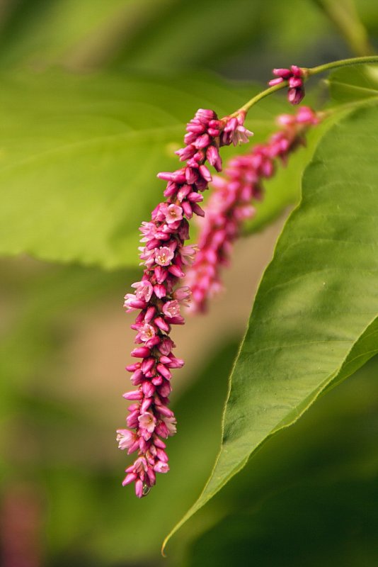 Горец щавелелистный - Persicaria lapathifolia