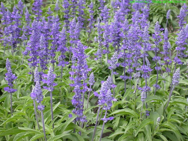 Шалфей лекарственный (Salvia)