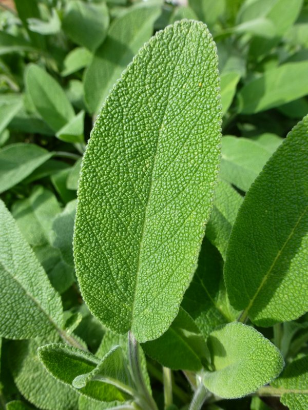 Шалфей Дубравный (Salvia nemorosa `Blauhugel`)