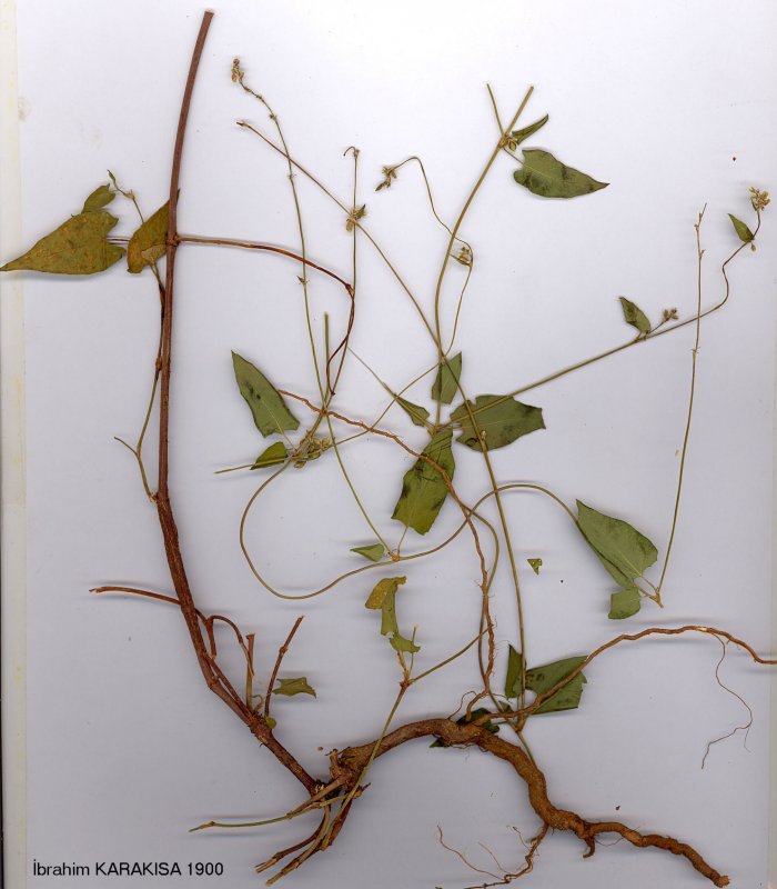 Горец вьюнковый (Polygonum Convolvulus l.)