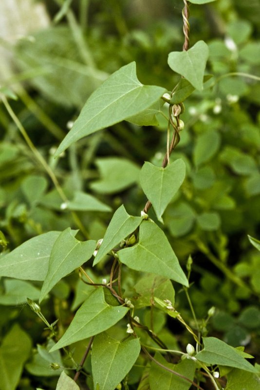 Горец (Polygonum cuspidatum)