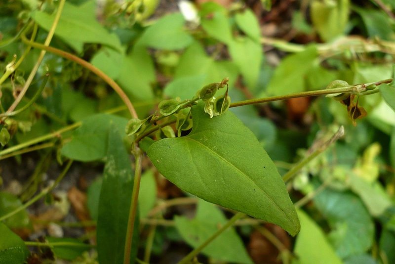 Гречишка вьюнковая (Fallopia Convolvulus)