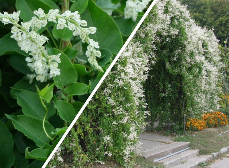 Fallopia japonica