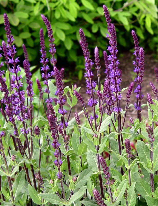 Шалфей Дубравный (Salvia nemorosa)