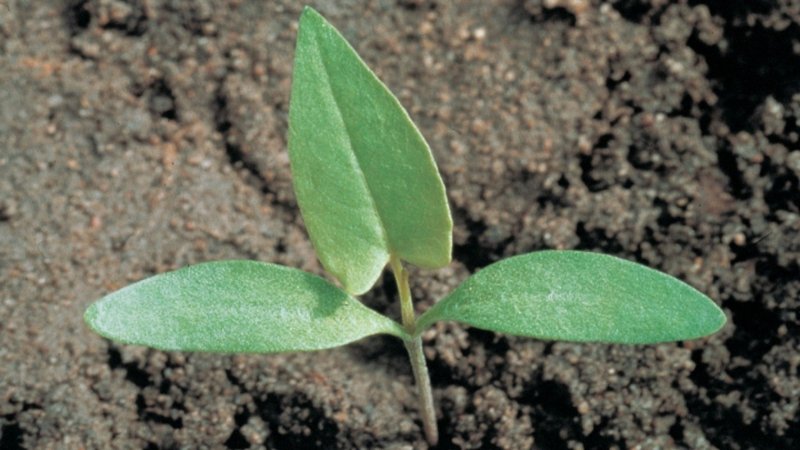 Polygonum Convolvulus семена