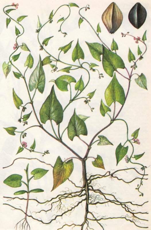 Fallopia Convolvulus