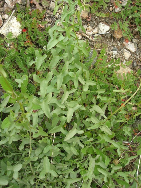 Reynoutria multiflora