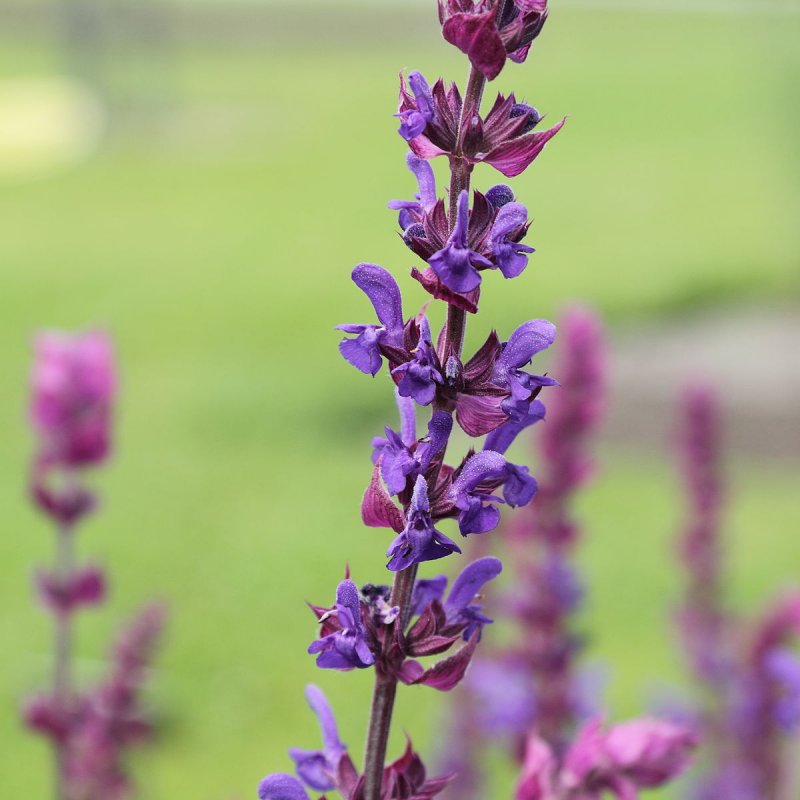 Шалфей (Salvia)
