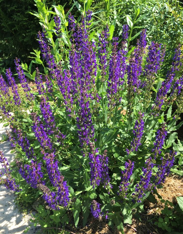 Шалфей лекарственный (Salvia)