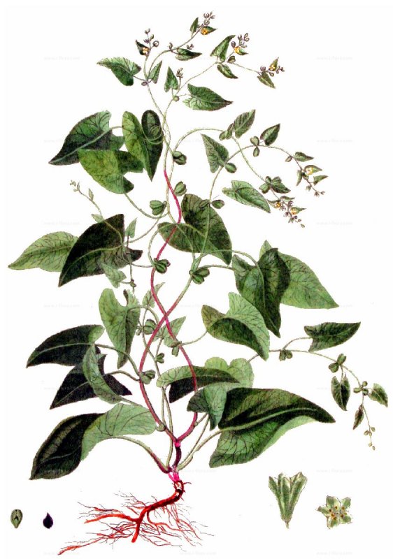 Persicaria MITIS