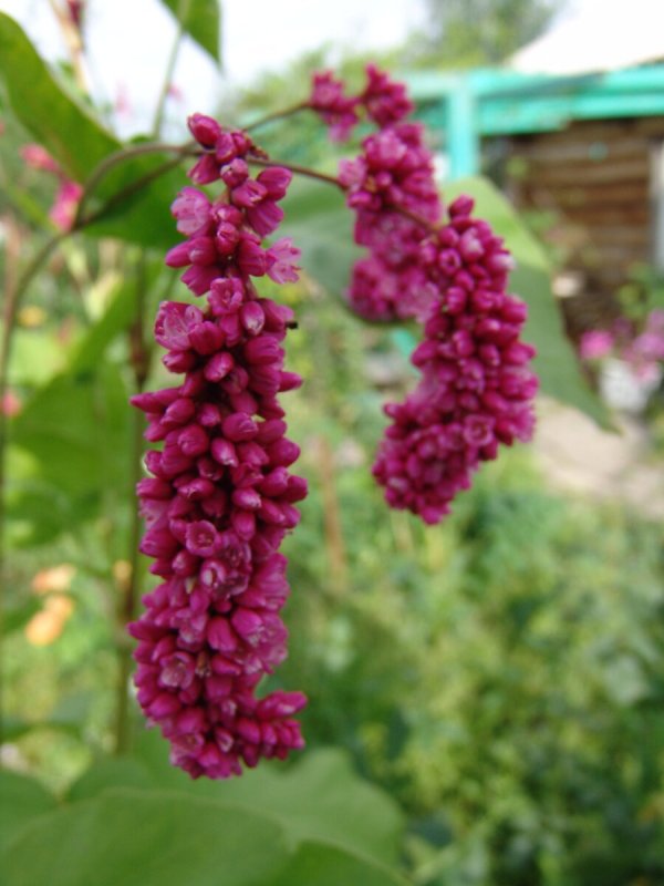 Горец японский (Рейнутрия)
