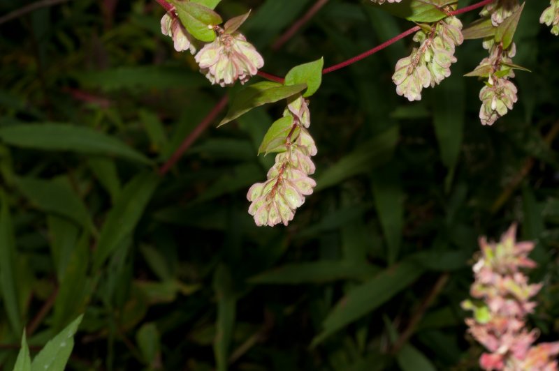Горец вьюнковый (Polygonum Convolvulus l.)