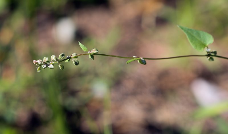 Гречишка вьюнковая (Fallopia Convolvulus)