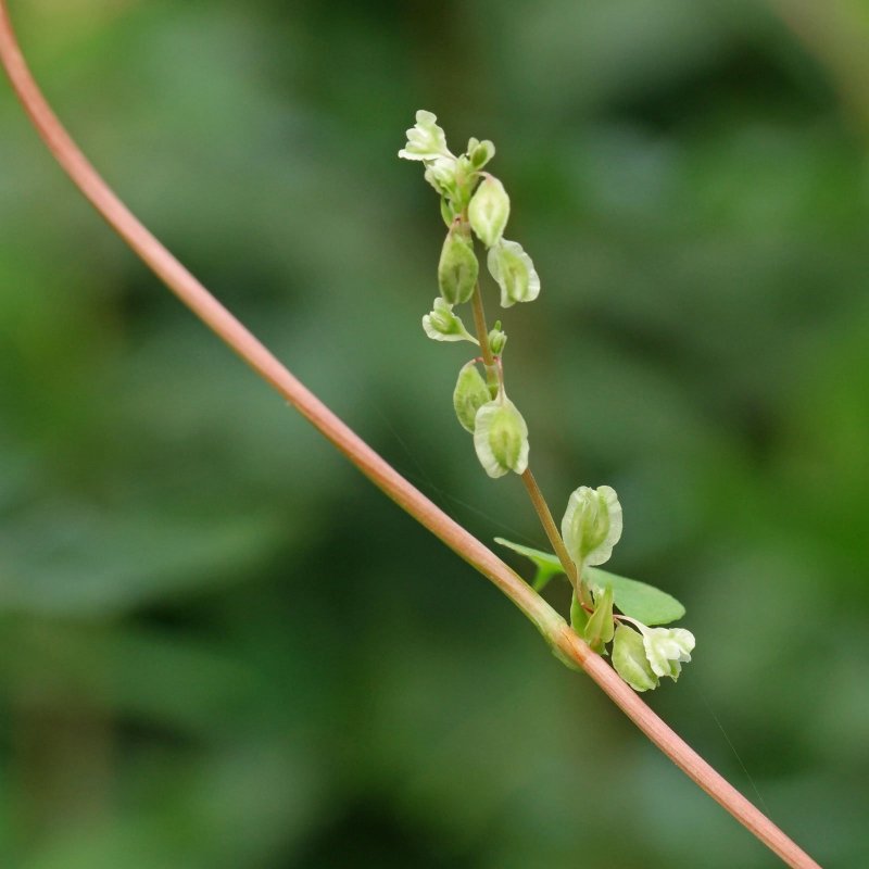 Гречишка вьюнковая (Fallopia Convolvulus)