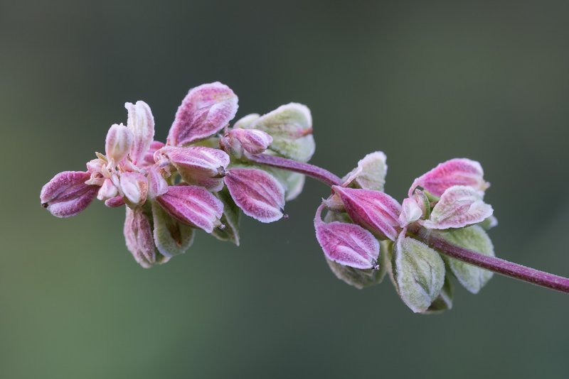 Гречишка вьюнковая (Fallopia Convolvulus)
