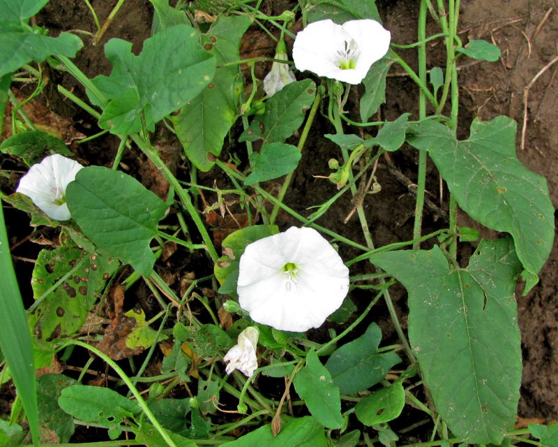 Горец вьющийся (Polygonum Convolvulus) фото