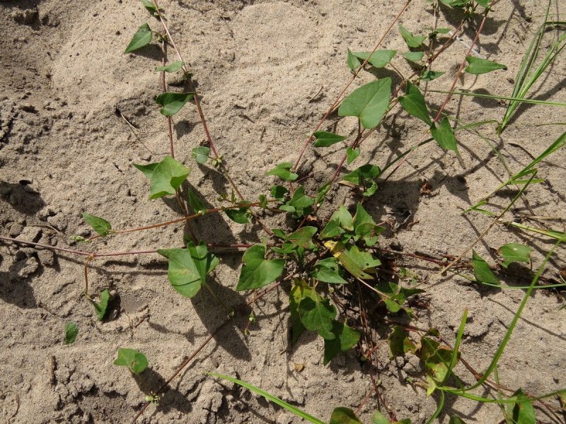 Горец вьюнковый – Polygonum Convolvulus