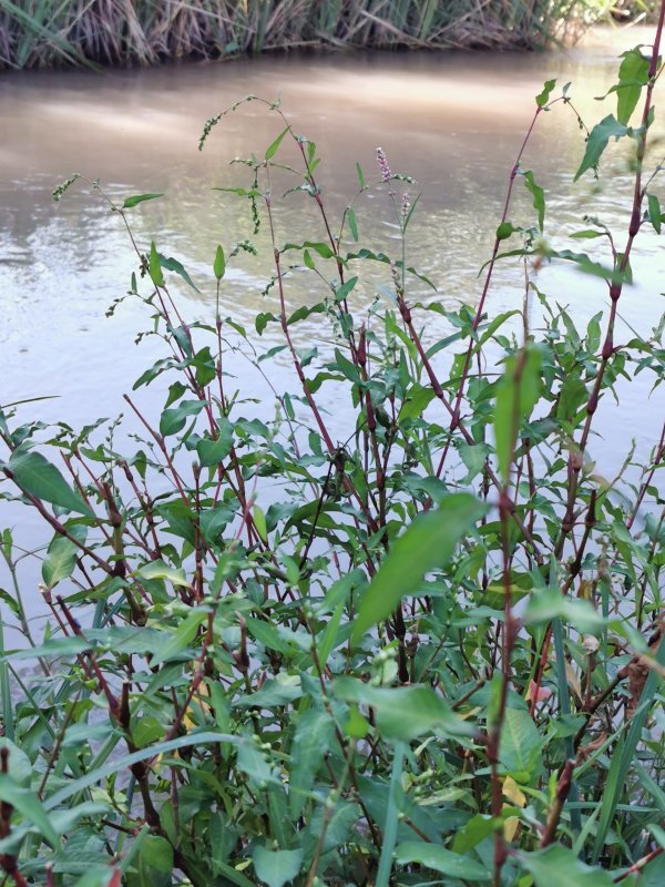 Горец вьюнковый (Polygonum Convolvulus l.)