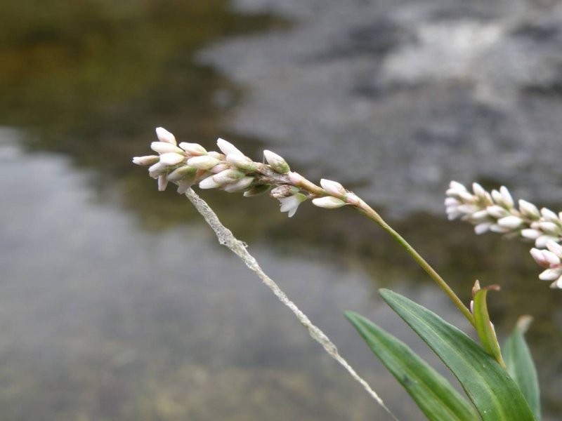 Горец змеиный (Polygonum bistorta `hohe Tatra