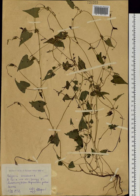 Горец вьюнковый (Polygonum Convolvulus l.)