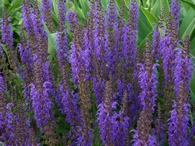 Шалфей Salvia nemorosa Salute Ice Blue