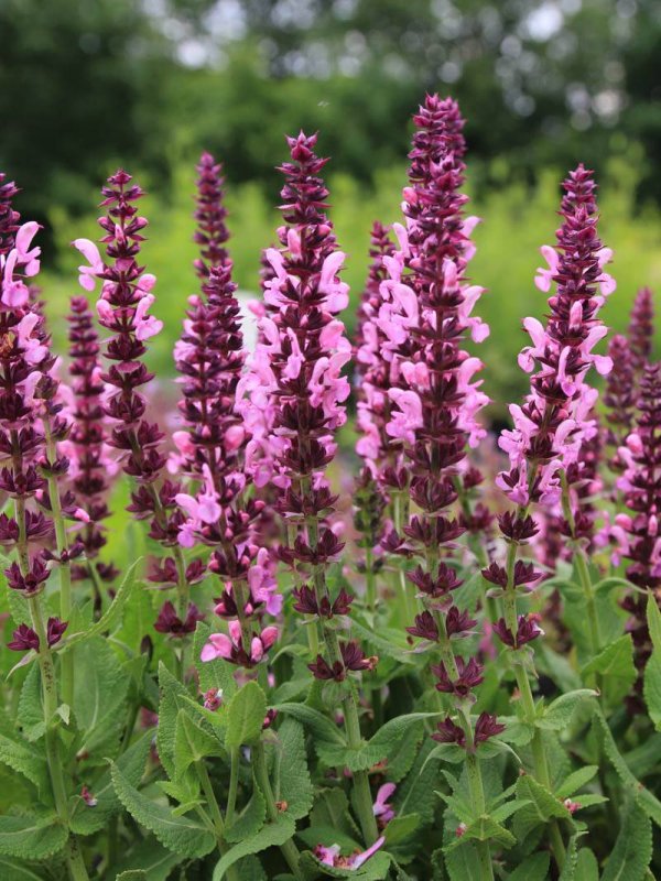 Шалфей Salvia PURPURASCENS