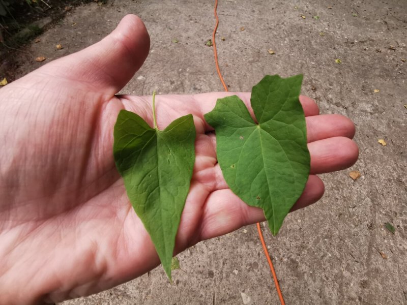 Гречишка вьюнковая (Fallopia Convolvulus)