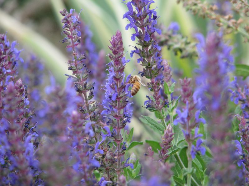 Шалфей лекарственный Sage Plant