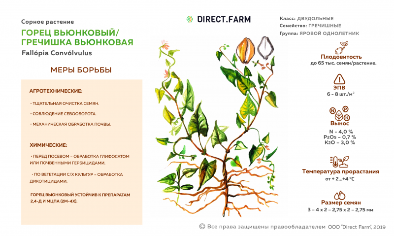 Лиана Фаллопия Ауберта медонос