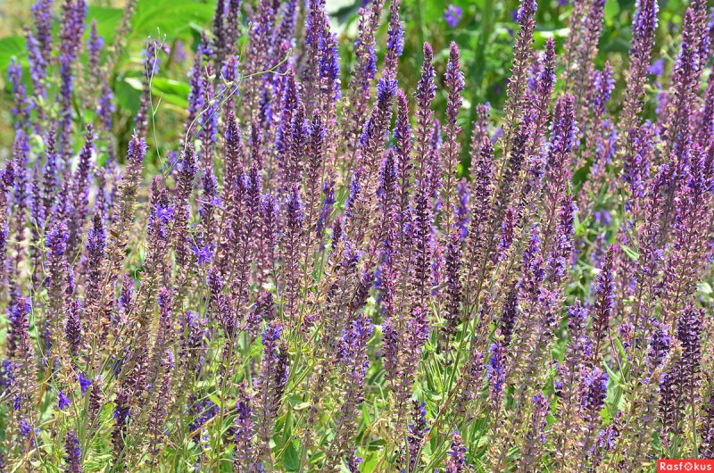 Шалфей лекарственный Sage Plant