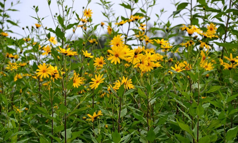 Helianthus tuberosus